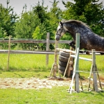 6 aastane ruun RITSIKAS (isa: RIMROCK 774 E isaisa: ROJAAL 728 E emaisa: AKSEL 722 E) omanik Merle Neem