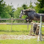6 aastane ruun RITSIKAS (isa: RIMROCK 774 E isaisa: ROJAAL 728 E emaisa: AKSEL 722 E) omanik Merle Neem