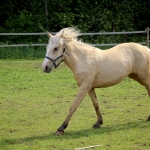 2 aastane mära TIANA (isa: TREVOR 739 E isaisa: TRUMP 737 E emaisa: AKSEL 722 E) omanik Aide Vendla