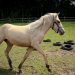 2 aastane mära TIANA (isa: TREVOR 739 E isaisa: TRUMP 737 E emaisa: AKSEL 722 E) omanik Aide Vendla