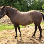 4 aastane mära ELIISE (isa: ELTON 751 E isaisa: ELDER 706 E emaisa: AAREN 714 E) omanik Aide Vendla