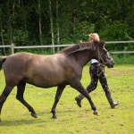 4 aastane mära ELIISE (isa: ELTON 751 E isaisa: ELDER 706 E emaisa: AAREN 714 E) omanik Aide Vendla