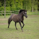 4 aastane mära ELIISE (isa: ELTON 751 E isaisa: ELDER 706 E emaisa: AAREN 714 E) omanik Aide Vendla