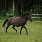 4 aastane mära ELIISE (isa: ELTON 751 E isaisa: ELDER 706 E emaisa: AAREN 714 E) omanik Aide Vendla