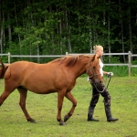 4 aastane mära ELISTRA (isa: ELTON 751 E isaisa: ELDER 706 E emaisa: AKSEL 722 E) omanik Aide Vendla