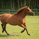 4 aastane mära ELISTRA (isa: ELTON 751 E isaisa: ELDER 706 E emaisa: AKSEL 722 E) omanik Aide Vendla