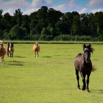 Tukker 703 E tervitamas