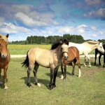 Aide Vendla eesti hobused