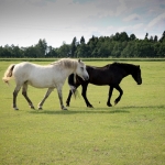 Tukker 703 E märaga jalutamas