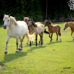 Aide Vendla eesti hobused