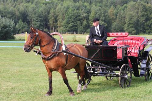Tihti näeb Valdut kalessiga sõitu tegemas
