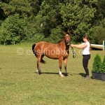 Vekseelia (isa Veksel 823 E)