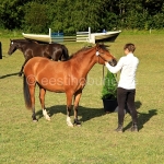 Vekseelia (isa Veksel 823 E)