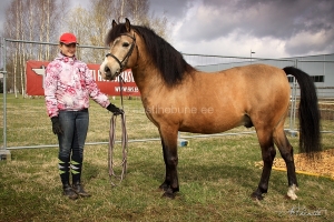 Rannik 747 E  Parim Eesti tõugu noor täkk 2004