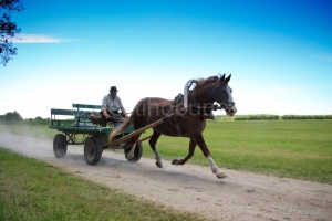 Tori mära Ame ja Peeter Nurmik