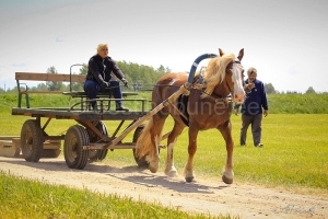 Eesti raskeveohobune Nerki  ja Maret Kasemets, Kolgaküla tall