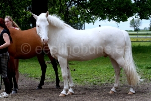 Taavet, s 2007 isa Trevor 739 E