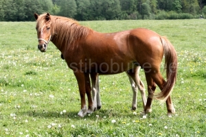 Taiga 4357 E i.Taigur aretaja Tika Talu, omanik Ene Kurrikoff