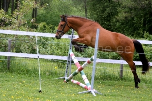 Vilandra, aretaja Lea Maisla