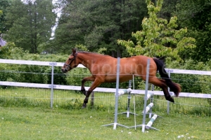 Vilandra vabahüppel